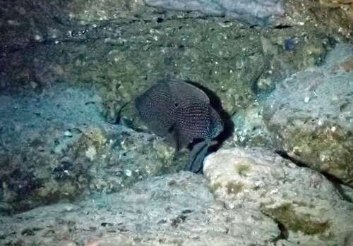 Calloplesiops observed 2026-07-21