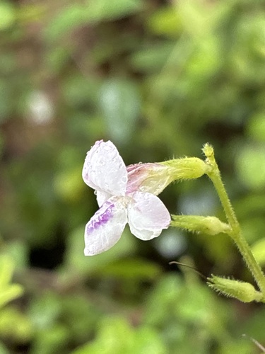 Asystasia intrusa observed 2026-07-23