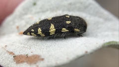 Acmaeodera vernalis