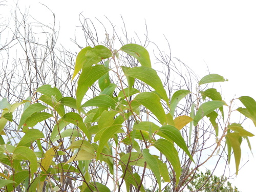 Acacia flavescens