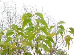 Acacia flavescens