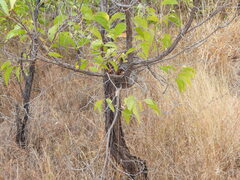 Acacia flavescens, photograph author not stated, no rights reserved