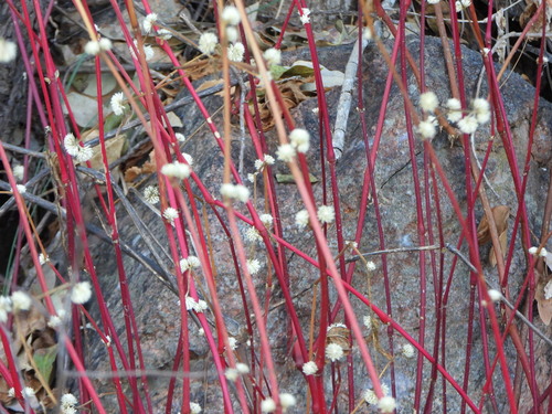 Alternanthera brasiliana, photograph 6