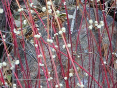 Alternanthera brasiliana, photograph author not stated, no rights reserved