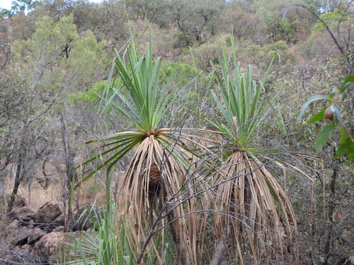 Pandanus cookii, photograph 3