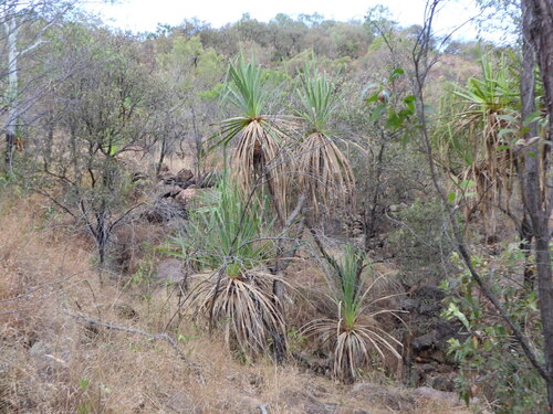 Pandanus cookii, photograph 4