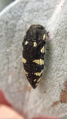 Acmaeodera vernalis
