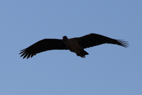 iNaturalist: (c) Gerhard Lemmer, some rights reserved (CC BY-NC), uploaded by Gerhard Lemmer iNaturalist image