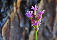 Polygala incarnata