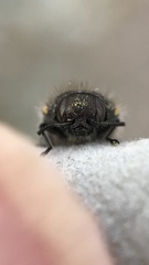 Acmaeodera vernalis