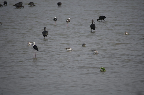 iNaturalist: (c) Vivek Patel, some rights reserved (CC BY-NC), uploaded by Vivek Patel iNaturalist image