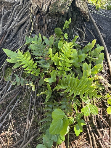 Cyrtomium falcatum observed 2026-07-23