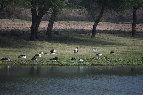 iNaturalist: (c) Vivek Patel, some rights reserved (CC BY-NC), uploaded by Vivek Patel iNaturalist image