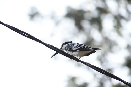 iNaturalist image