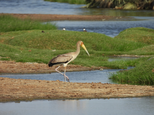 iNaturalist image
