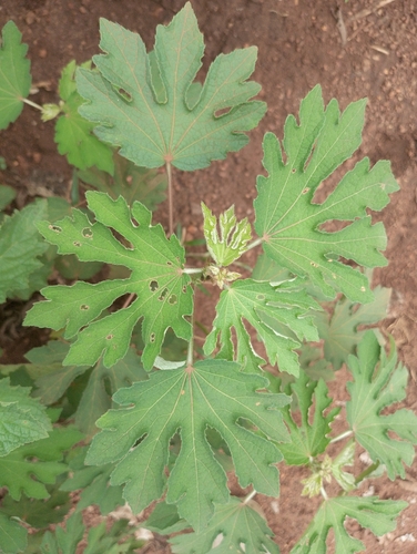 Caesar weed