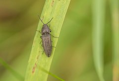 Melanotus tenebrosus