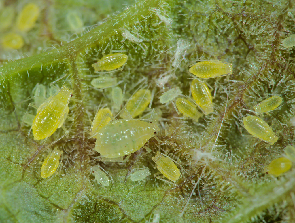 currant aphid