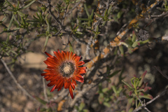 Drosanthemum lavisii