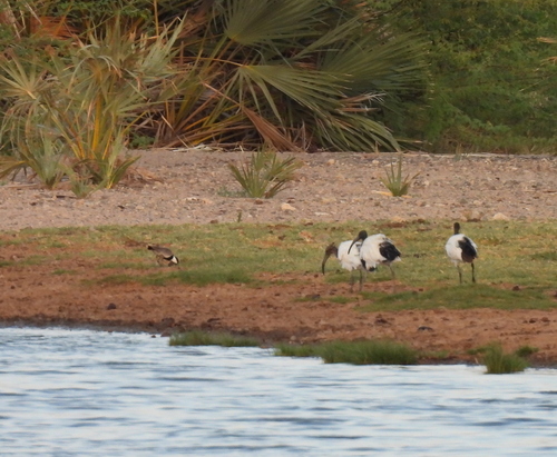 iNaturalist image