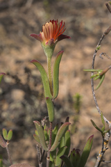 Drosanthemum lavisii