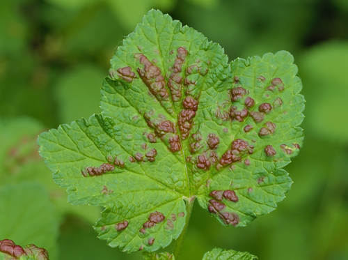 Redcurrant Blister Aphid