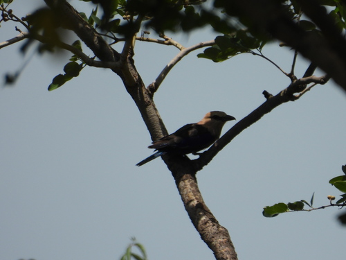 Blue-bellied Roller