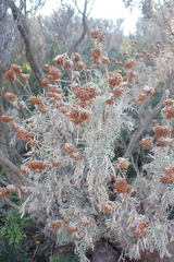Anthyllis barba-jovis, photograph (c) Michael Berardozzi, some rights reserved (CC BY)