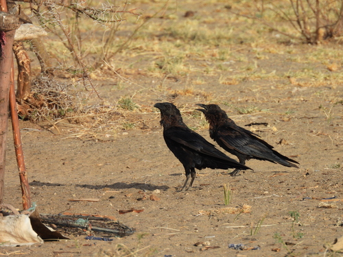 Brown-necked Raven