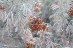Anthyllis barba-jovis, photograph (c) Michael Berardozzi, some rights reserved (CC BY)