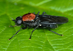 Clitellaria ephippium