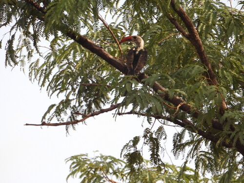 Western Red-billed Hornbill