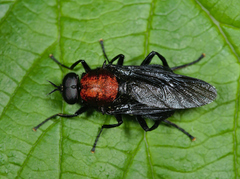 Clitellaria ephippium