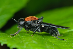 Clitellaria ephippium