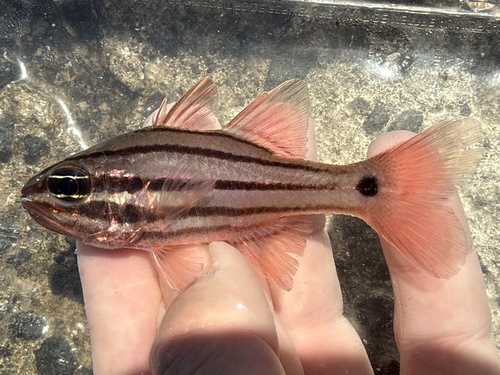 Doederlein's cardinalfish (Ostorhinchus doederleini) — Apogonidae — 2