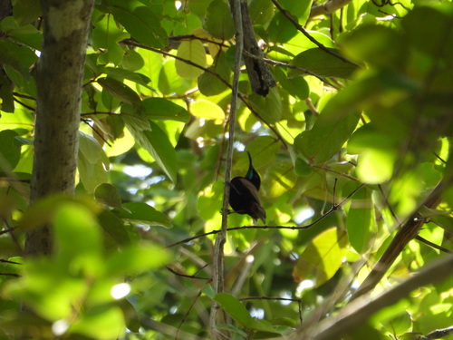 Scarlet-chested Sunbird