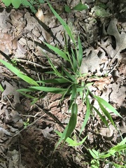 Dichanthelium malacophyllum