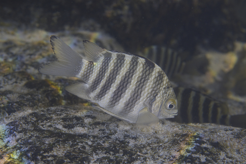 Banded sergeant (Abudefduf septemfasciatus) — Pomacentridae — 2