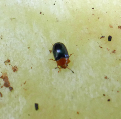 Triplax thoracica
