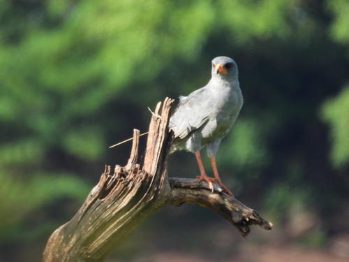 Dark Chanting-Goshawk