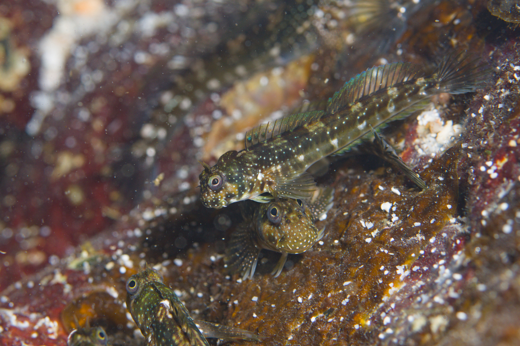 Crenulate-lipped rockskipper (Praealticus labrovittatus) — Blenniidae
