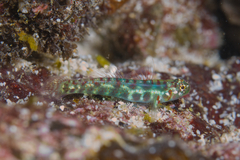 Smaragdus Pygmy Goby photo 2