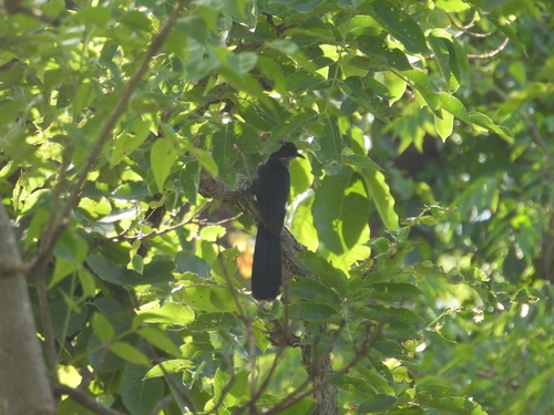 Levaillant's Cuckoo