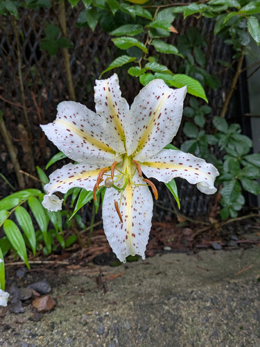 Lilium auratum, photograph 3