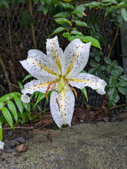 (c) Timur Kalininsky, some rights reserved (CC BY) Lilium auratum, photograph (c) Timur Kalininsky, some rights reserved (CC BY)