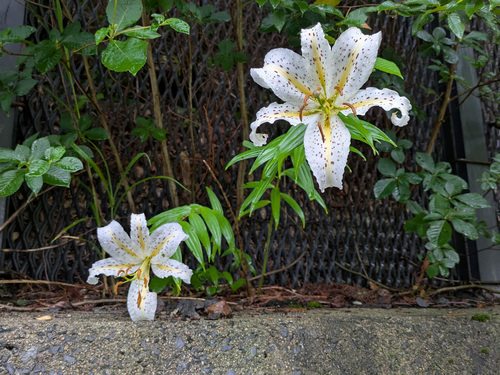 Lilium auratum, photograph 4