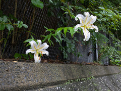 (c) Timur Kalininsky, some rights reserved (CC BY) Lilium auratum, photograph (c) Timur Kalininsky, some rights reserved (CC BY)