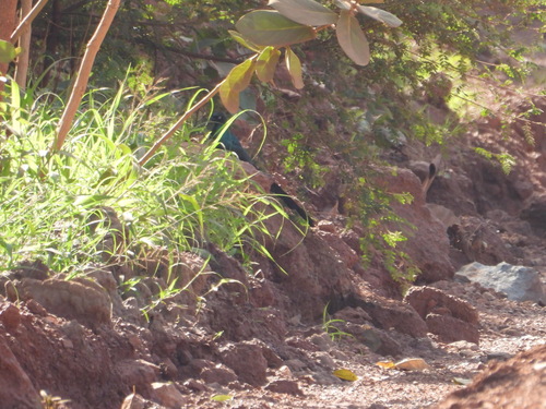 Long-tailed Glossy Starling