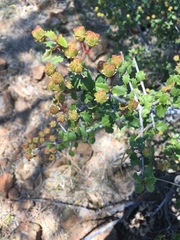 Ceanothus jepsonii