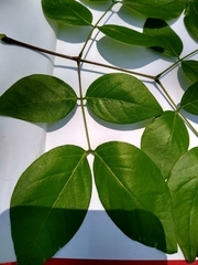 Leucaena macrophylla